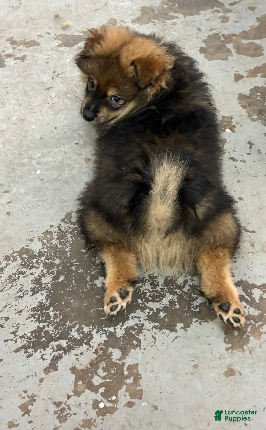 Pomeranian dogs for sale: Pomeranian 4 - Ad 1