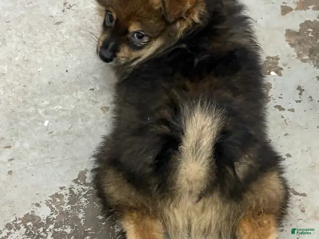 Pomeranian dogs for sale: Pomeranian 4 - Ad 1