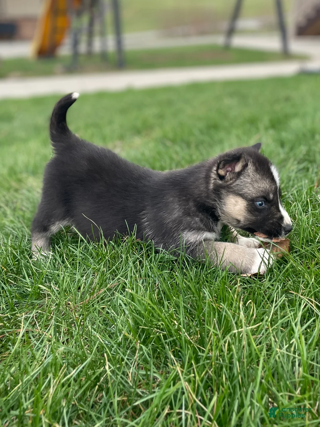 Gerberian Shepsky dogs for sale: Finn - Ad 5