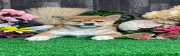 Shiba Inu dogs for sale: Isabella  - Ad 7