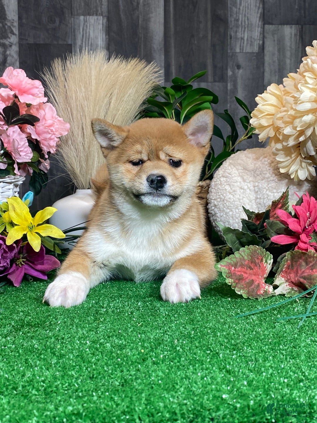 Shiba Inu dogs for sale: Isabella  - Ad 7