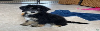 Baxter- mini/medium