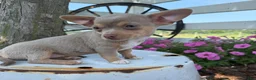Chihuahua dogs for sale: Lacy - Ad 3