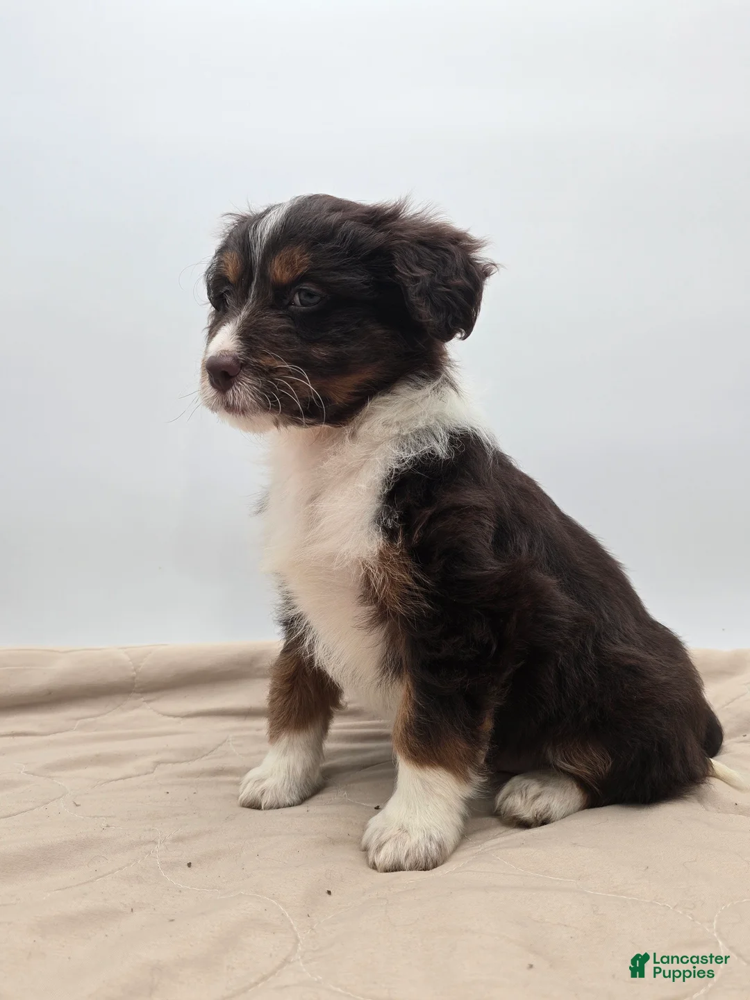 Aussiedoodle dogs for sale: Joey - Ad 4