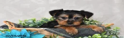 Yorkshire Terrier dogs for sale: Izzy - Ad 3