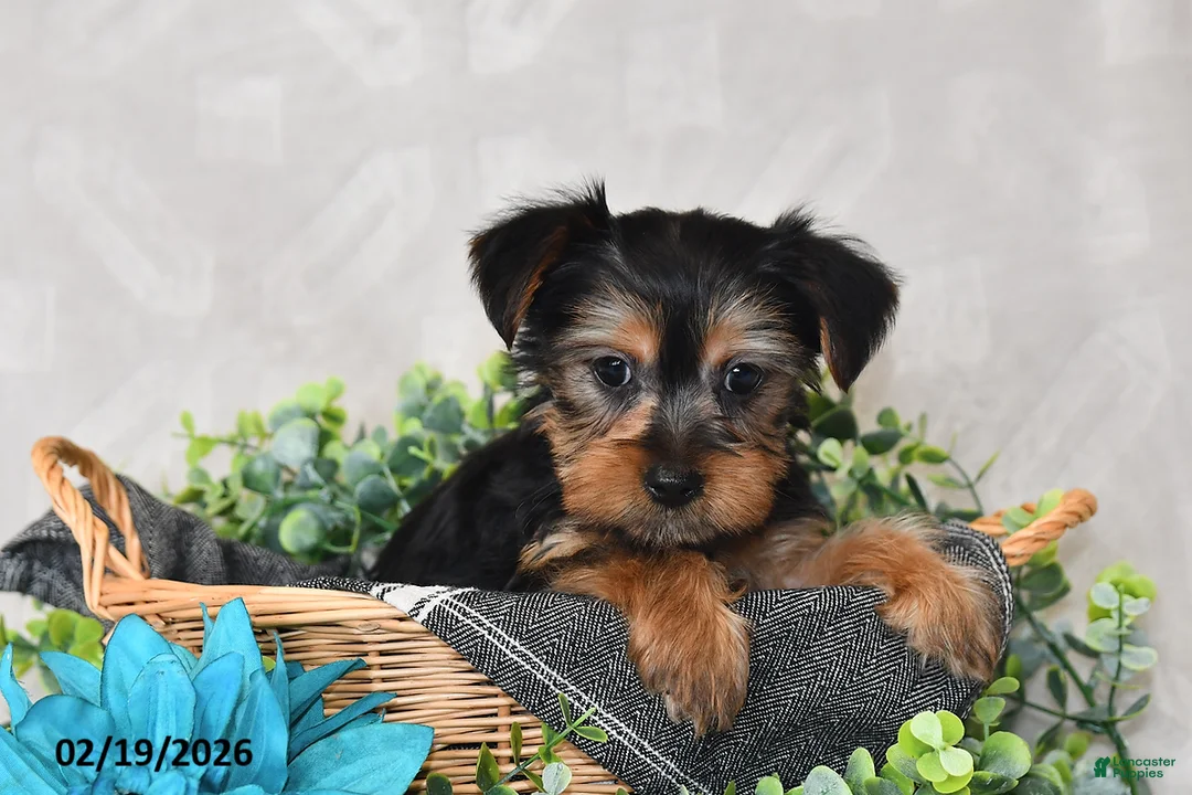 Yorkshire Terrier dogs for sale: Izzy - Ad 3