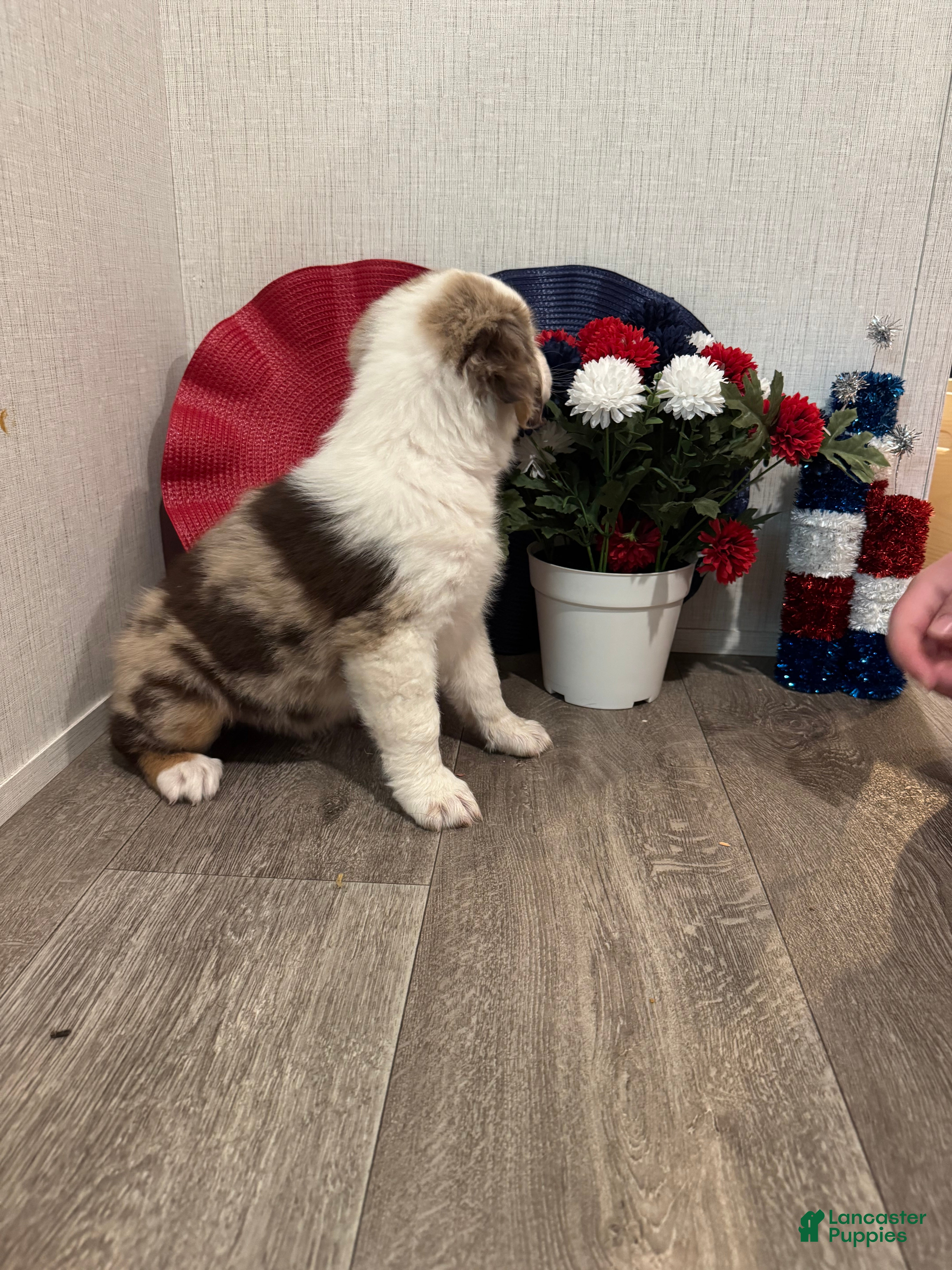 Australian Shepherd dogs Beauty  - Ad 2
