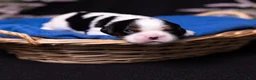 Cavalier King Charles Spaniel dogs for sale: Lukas - Ad 1