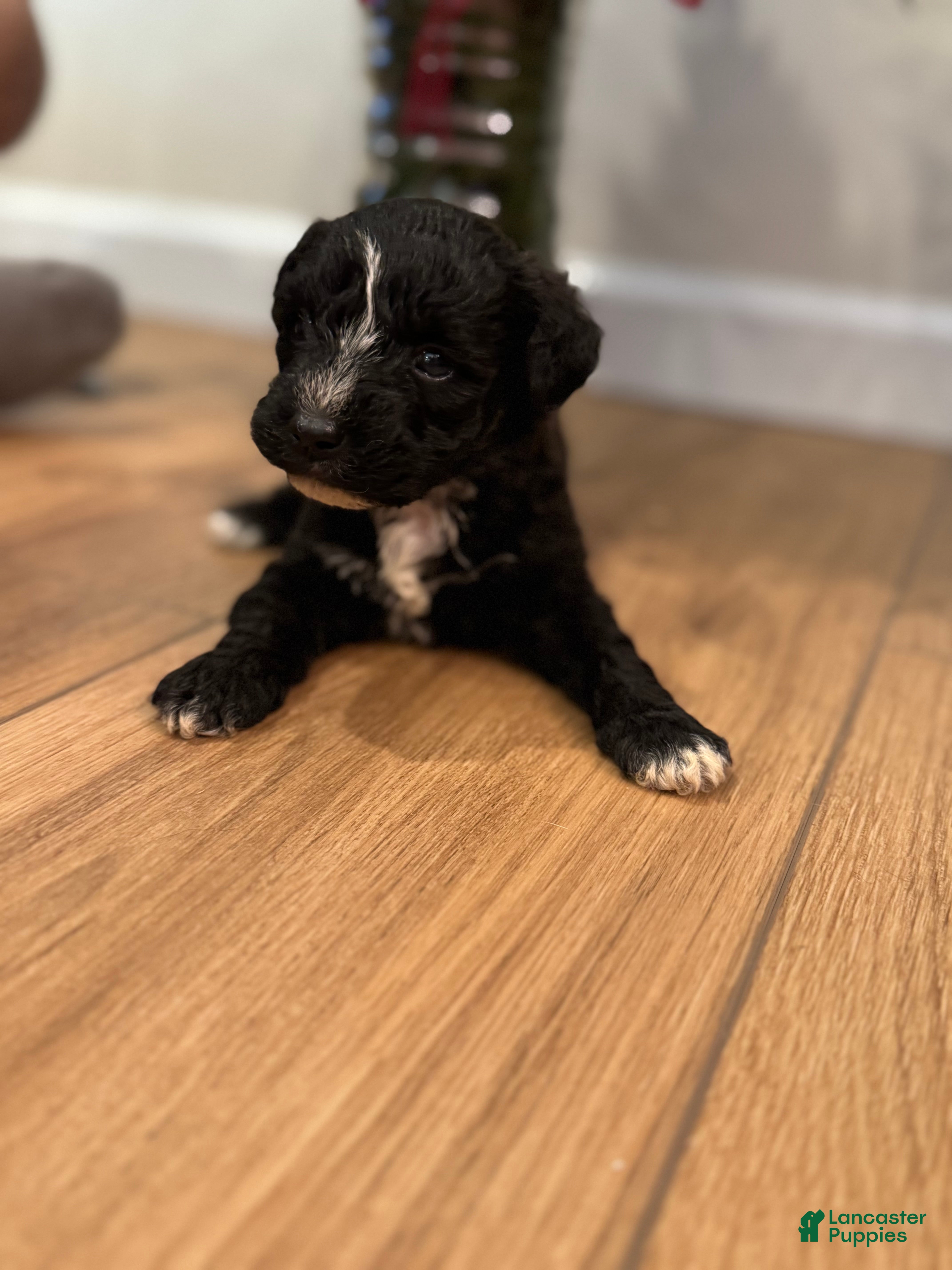 Schnoodle dogs Darla  - Ad 23