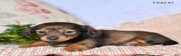 Miniature Dachshund dogs for sale: Hazel - Ad 2