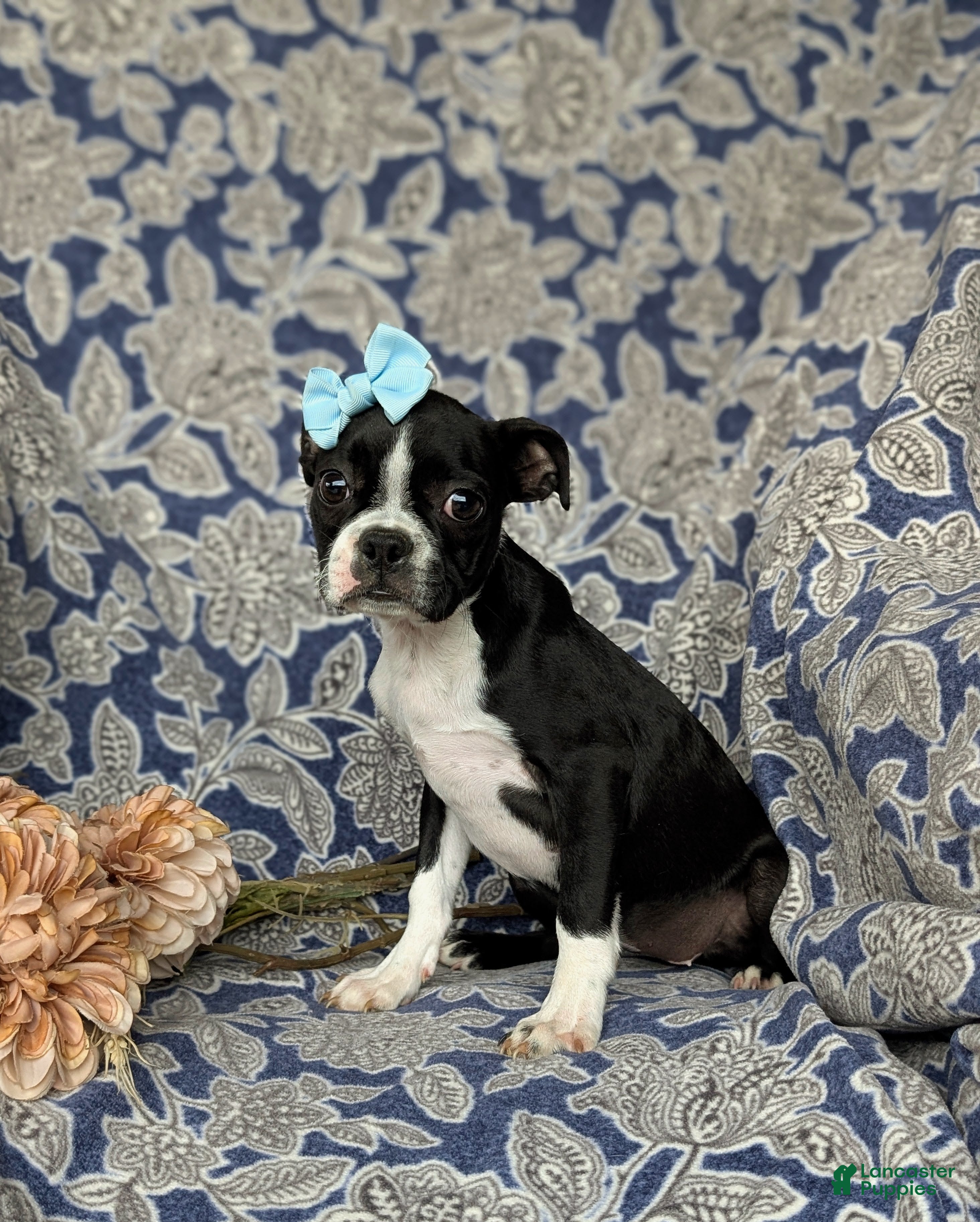 Boston Terrier dogs for sale: Elyce - Ad 2