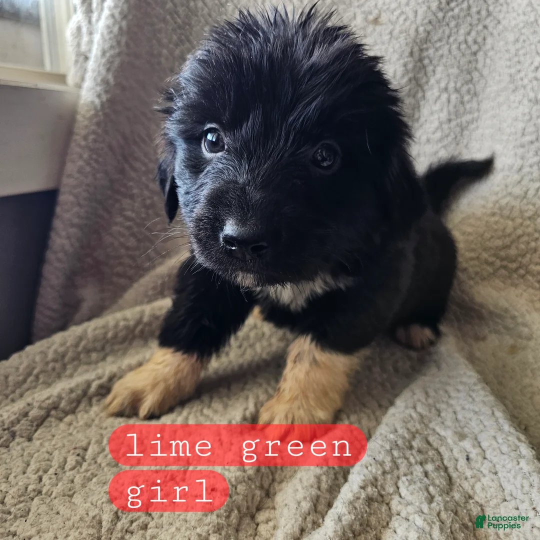 Mixed Breed dogs for sale: Joy - Ad 1