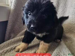 Mixed Breed dogs Joy - Ad 27