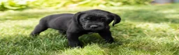 Cane Corso dogs for sale: Ace - Ad 4