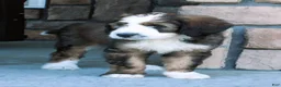 Bernedoodle dogs for sale: Sammy - Ad 4