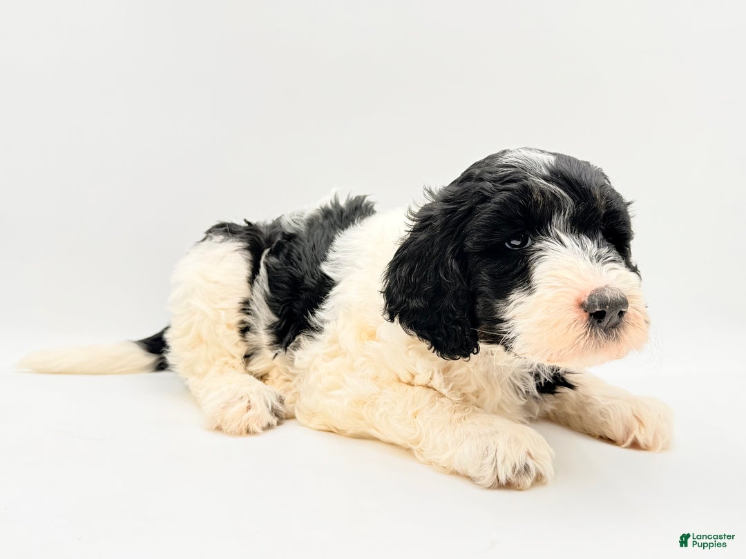 Goldendoodle dogs for sale: Bow - Ad 2