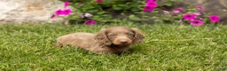 Dachshund dogs for sale: Heidi  - Ad 1
