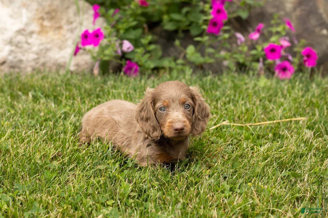 Dachshund dogs for sale: Heidi  - Ad 1