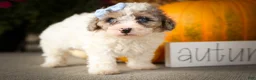 Miniature Poodle dogs for sale: Juno🦴  - Ad 11