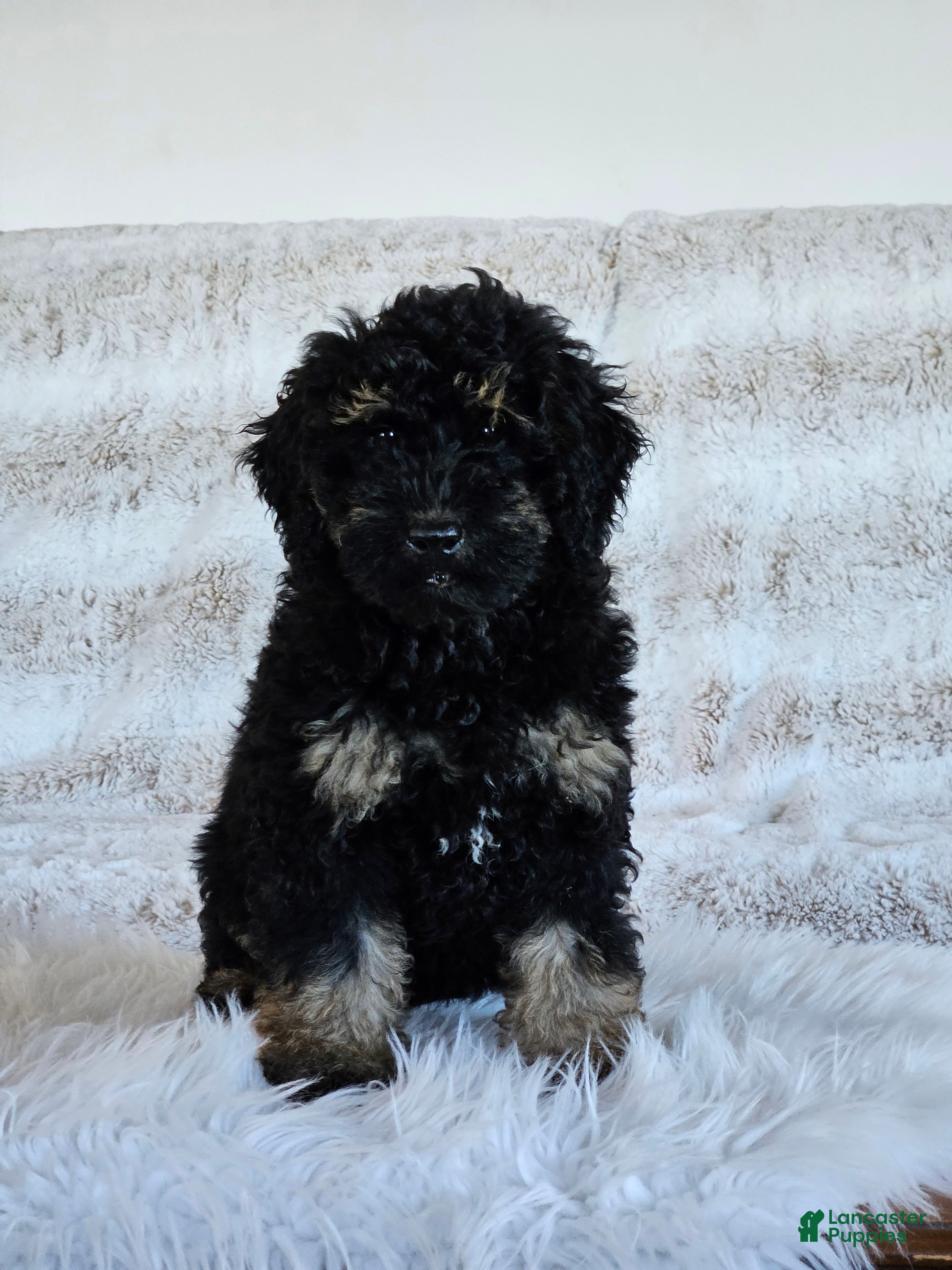 Mini Goldendoodle dogs Denver  - Ad 1