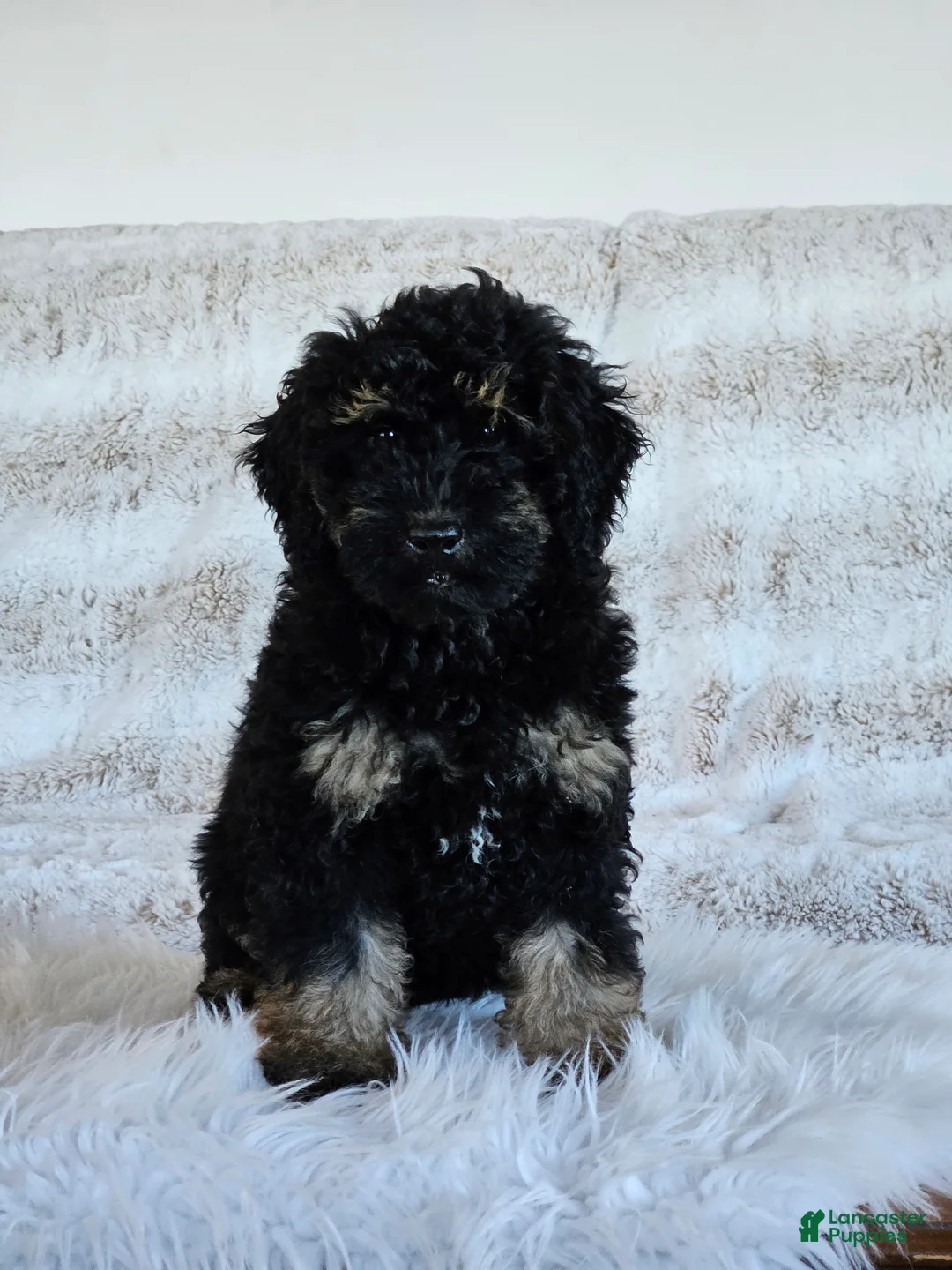 Mini Goldendoodle dogs for sale: Denver  - Ad 1