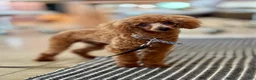 Toy Poodle dogs for sale: Toy Poodle 1 - Ad 4