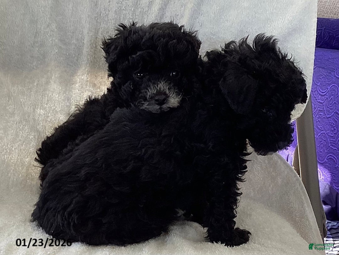 Toy Poodle dogs for sale: Trixie - Ad 6