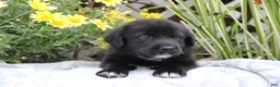 Labrador Retriever dogs for sale: Violet - Ad 3