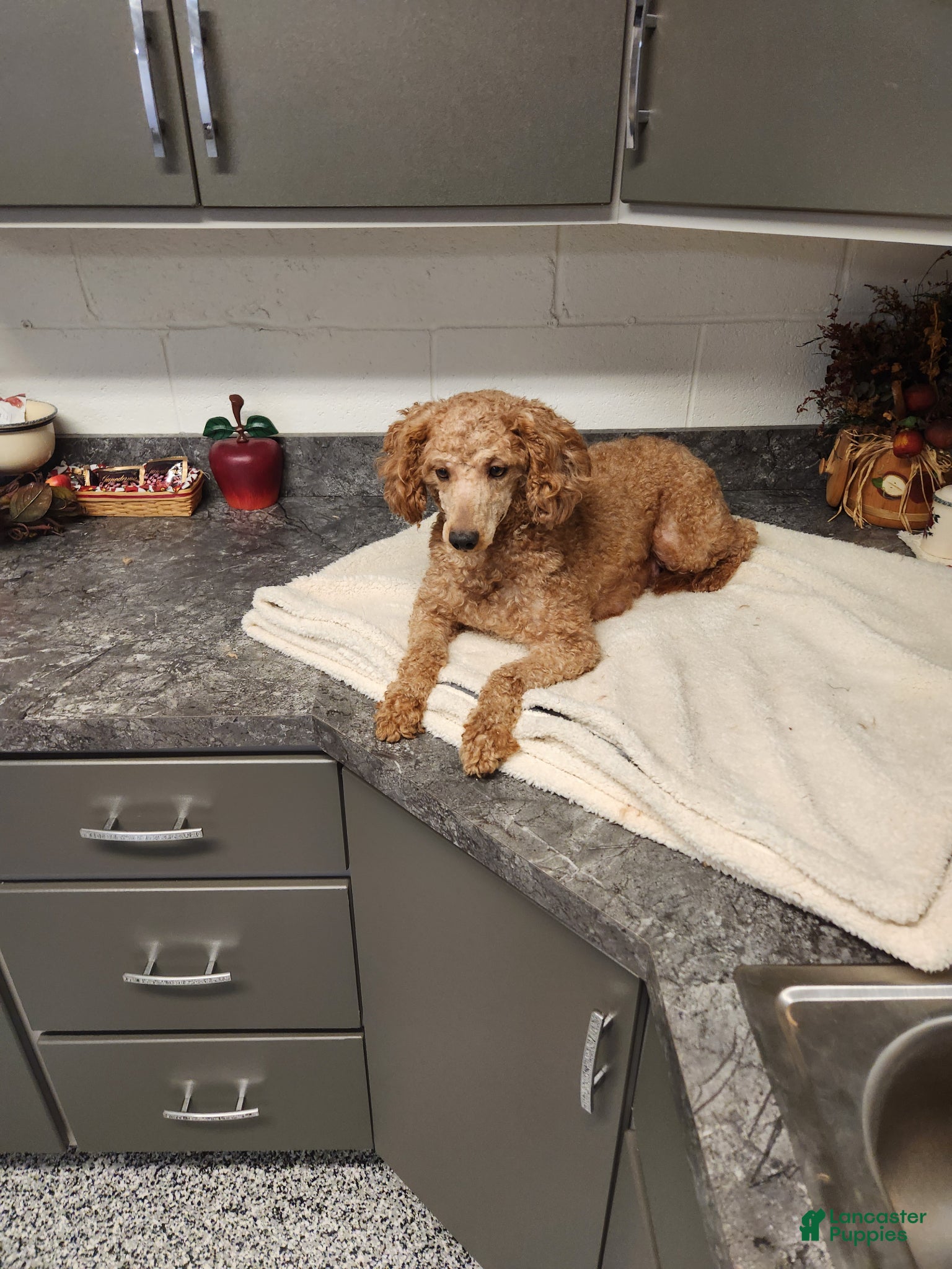 Mini Goldendoodle dogs Ashley - Ad 2