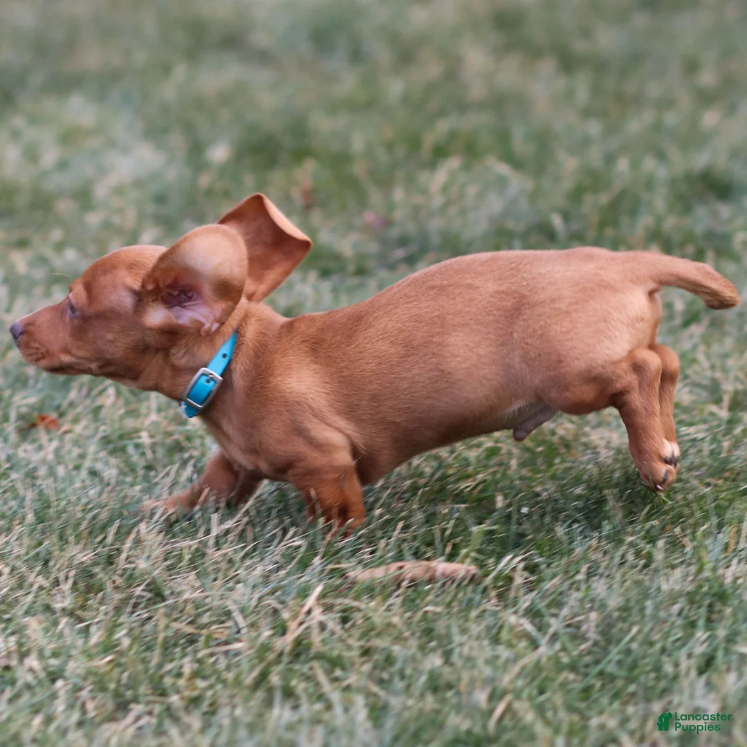Dachshund dogs for sale: Harley - Ad 4