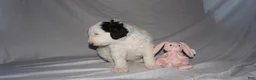 Mixed Breed dogs for sale: Fifi - Ad 20
