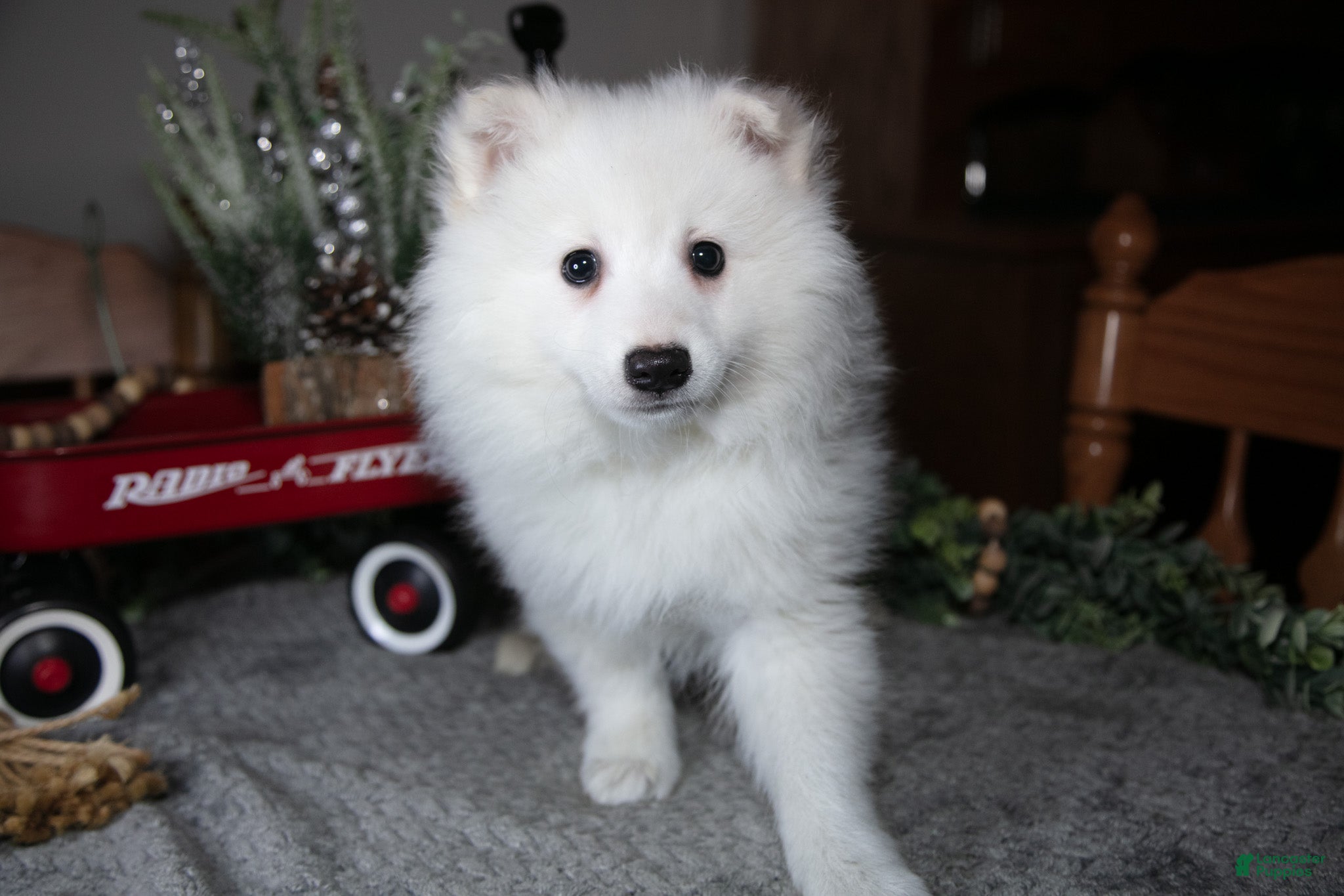 American Eskimo dogs Frost - Ad 6