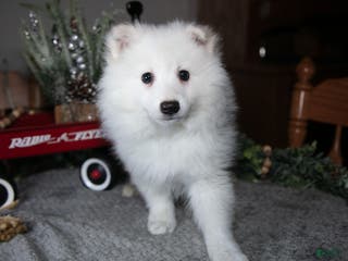 American Eskimo dogs Frost - Ad 6