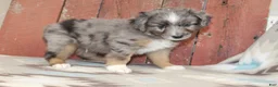 Miniature Australian Shepherd dogs for sale: Miniature Australian Shepherd 4 - Ad 2