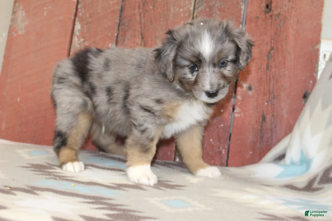 Miniature Australian Shepherd dogs for sale: Miniature Australian Shepherd 4 - Ad 2