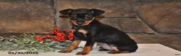 Miniature Pinscher dogs for sale: Archie - Ad 4