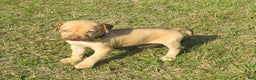 Rhodesian Ridgeback dogs for sale: Rhodesian Ridgeback Puppy 3 - Ad 2