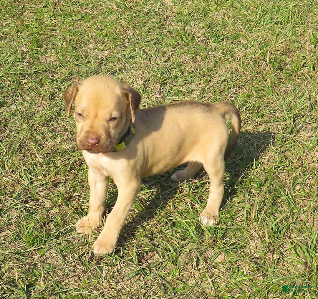 Rhodesian Ridgeback dogs for sale: Rhodesian Ridgeback Puppy 3 - Ad 2