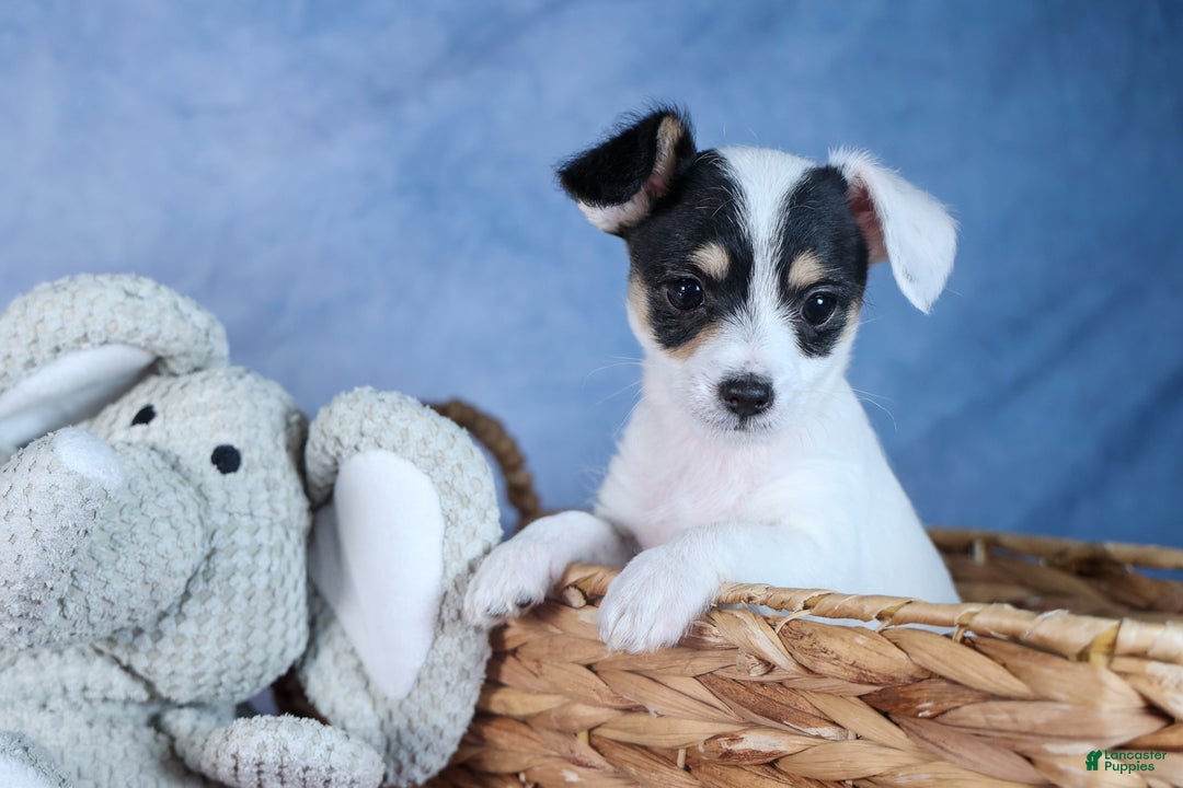 Chipoo dogs for sale: Kisses - Ad 2