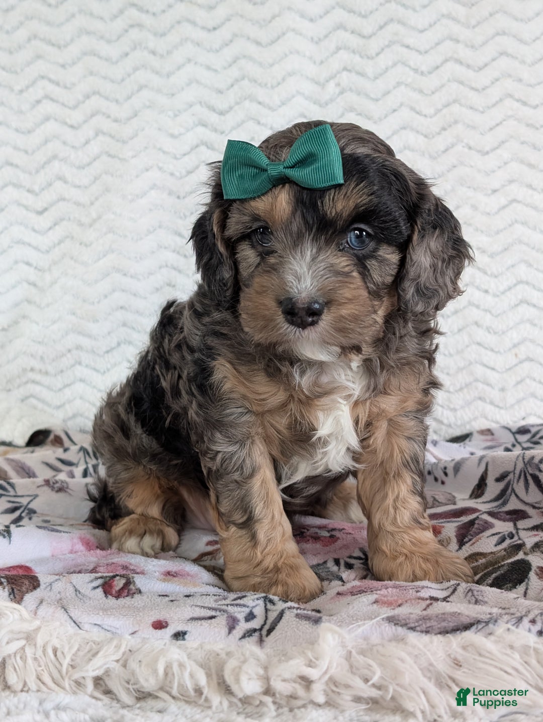 Cavapoo dogs for sale: Charlie  - Ad 34