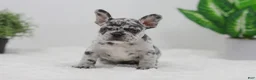 French Bulldog dogs for sale: Ember - Ad 5