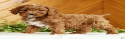 Cavapoo dogs for sale: Maverick - Ad 1