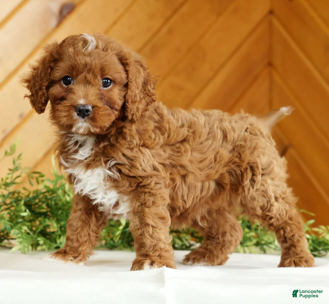 Cavapoo dogs for sale: Maverick - Ad 1