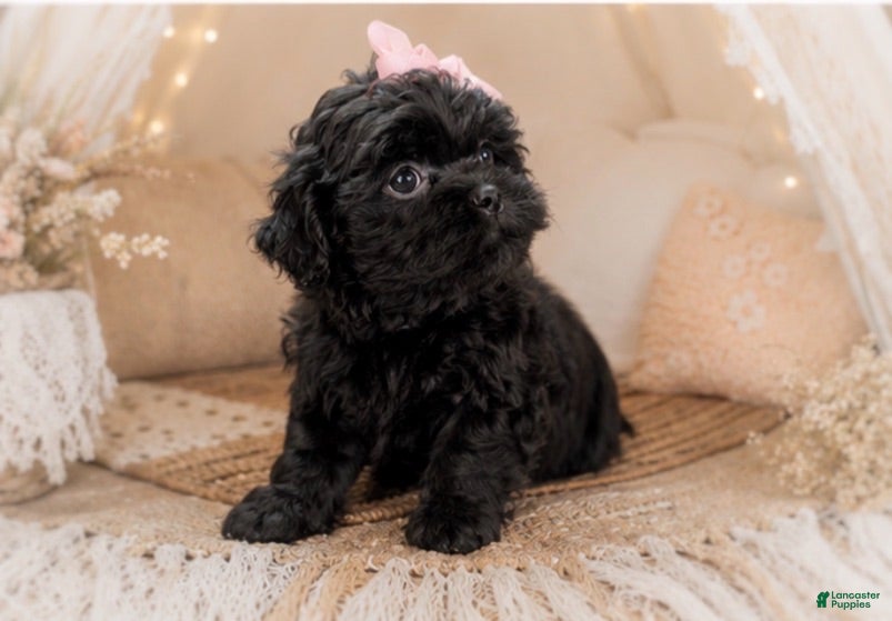 Malshi dogs Charlotte - Ad 2