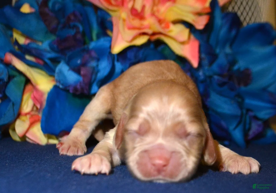 Cockapoo dogs for sale: Cockapoo Chrissy - Ad 1