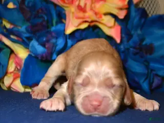 Cockapoo dogs Cockapoo Chrissy - Ad 42