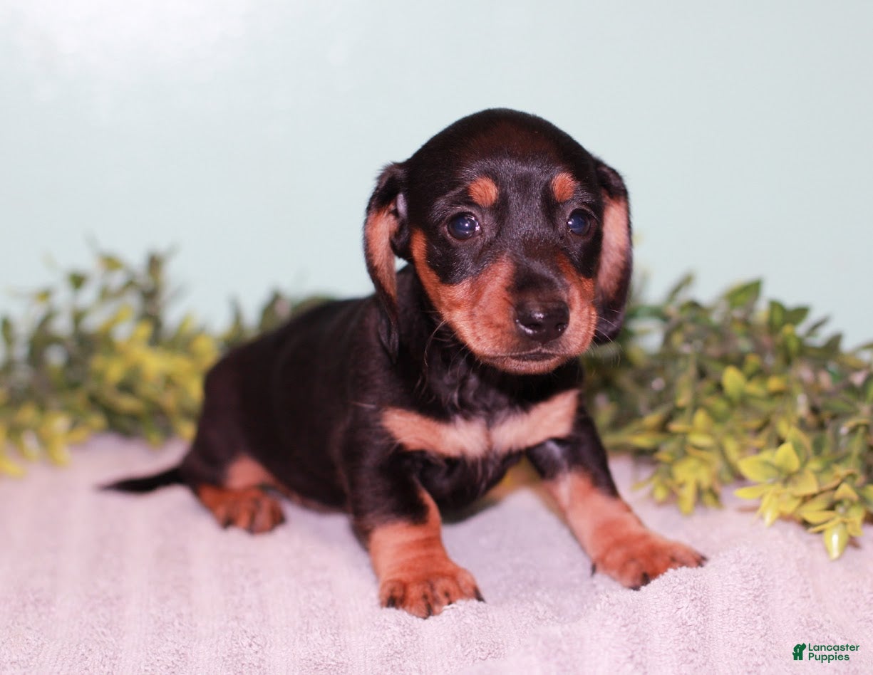 Miniature Dachshund dogs Fern - Ad 2