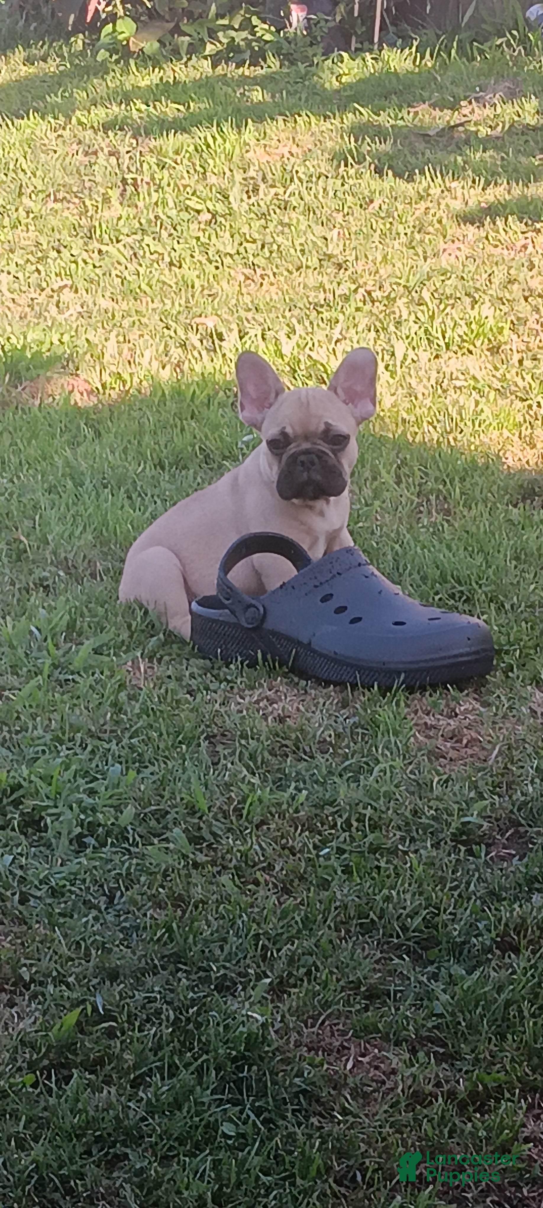 French Bulldog dogs French Bulldog Puppy 2 - Ad 4