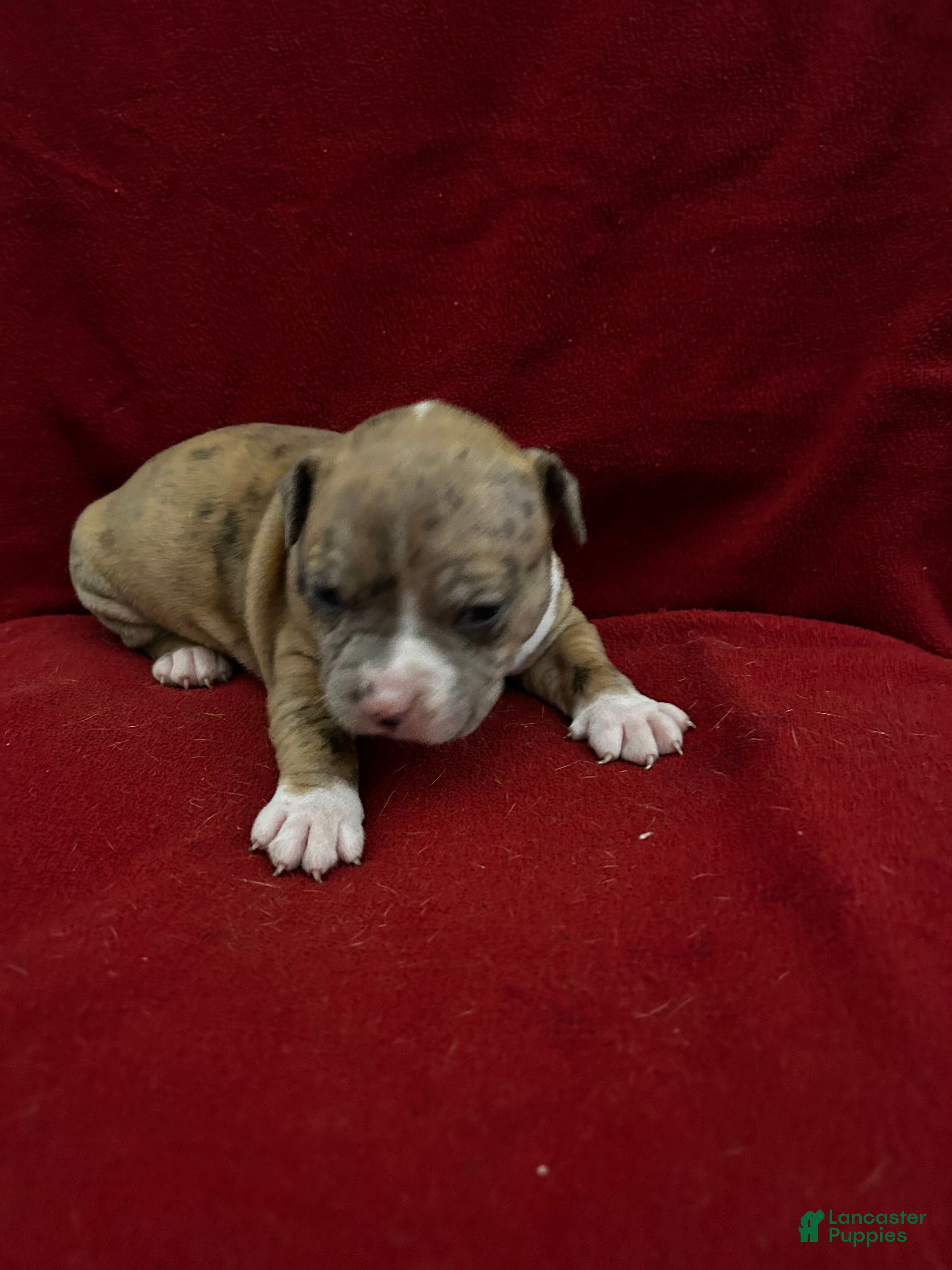 American Bully dogs American Bully Puppy 4 - Ad 41