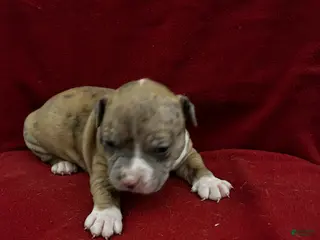 American Bully dogs American Bully Puppy 4 - Ad 41